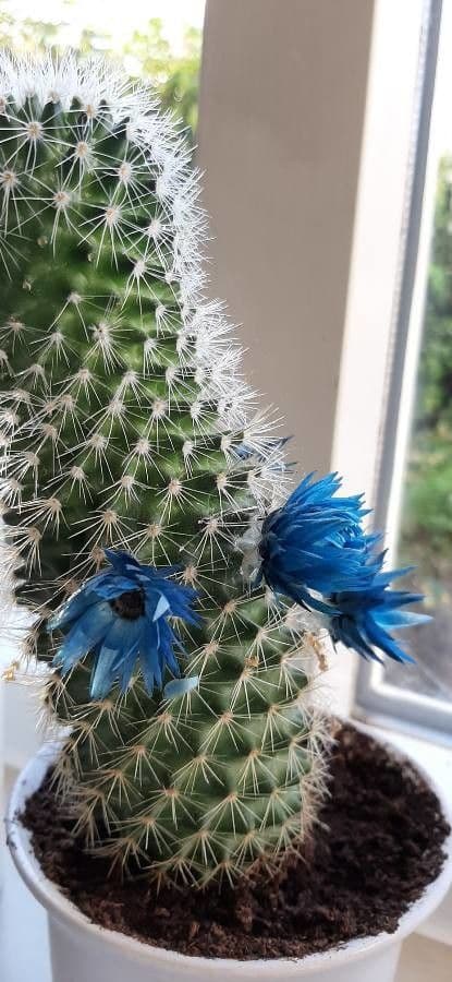 Mammillaria 7