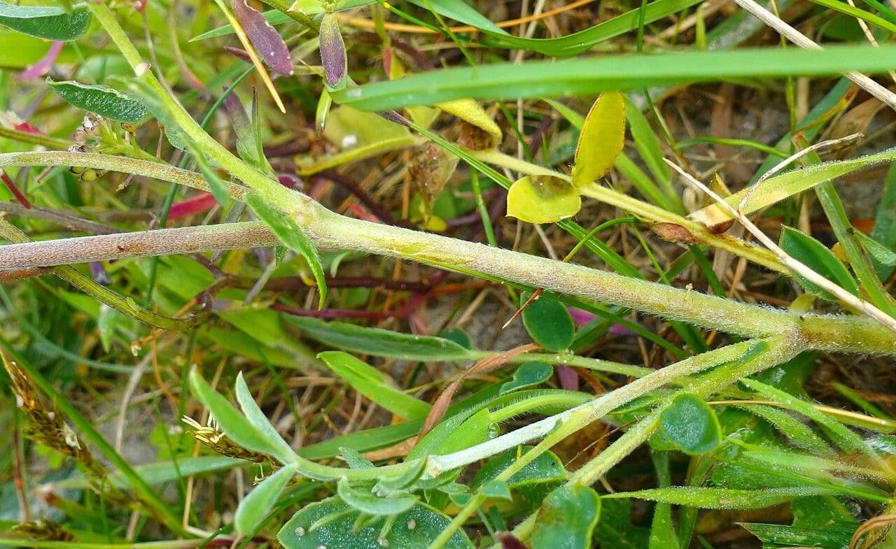 Vulneraria 23