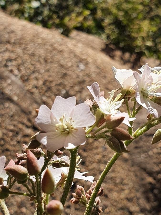 Rundblättrige Dombeya 6