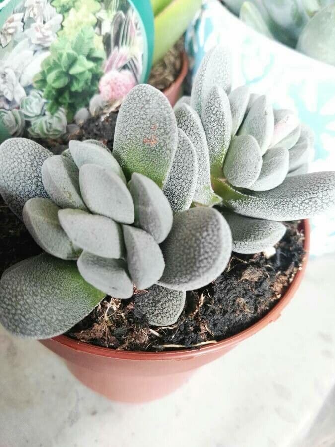 Crassula del tetto 6