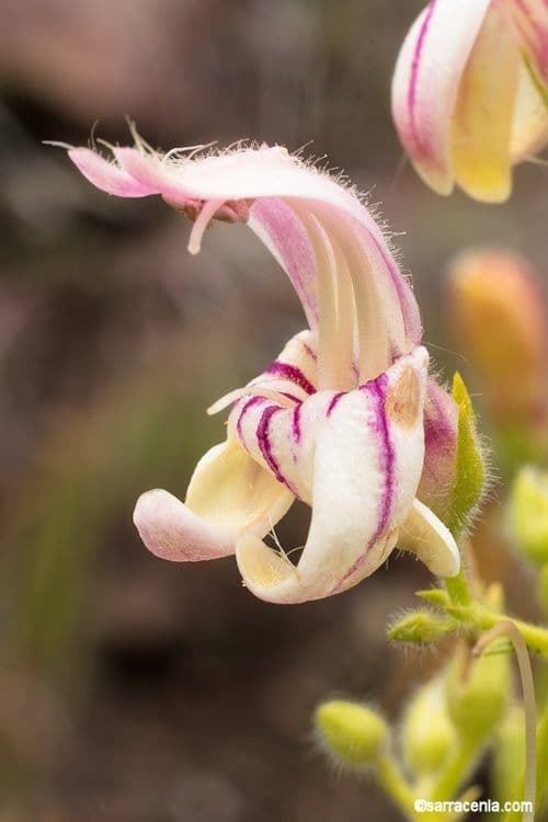 Keckiella a fiori corti 5