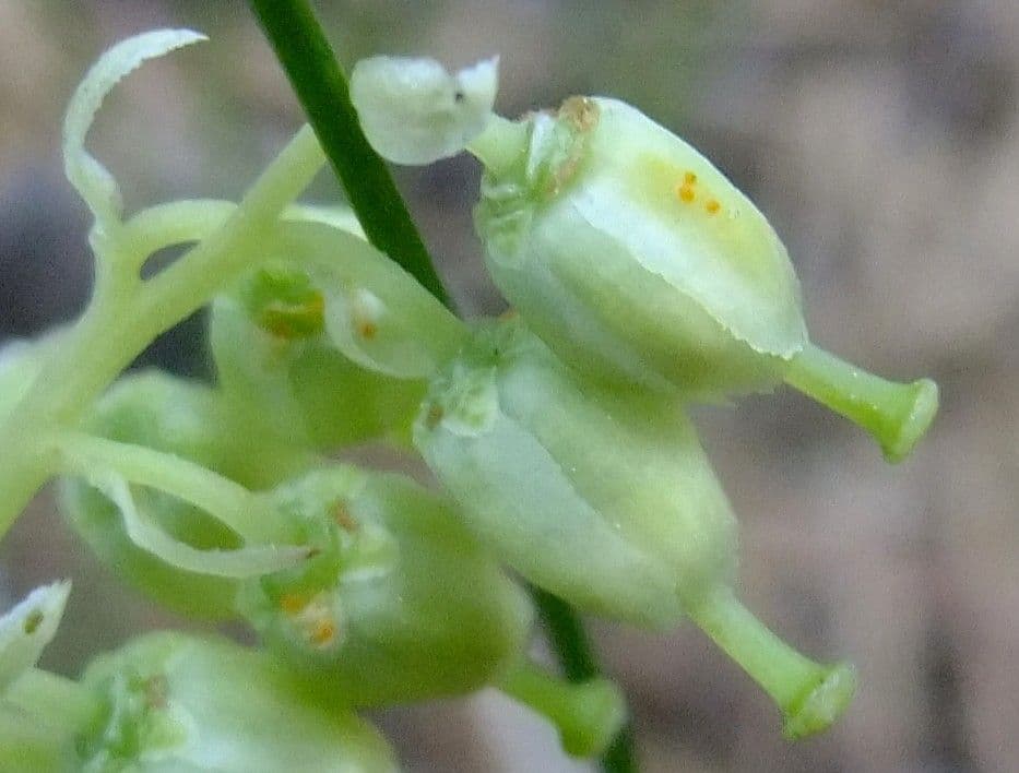 Serrated-wintergreen 9