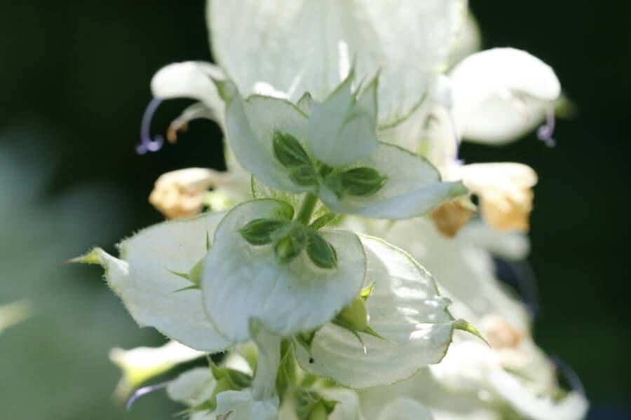 Šalvia muškátová 8