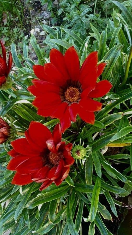 Gazania 13
