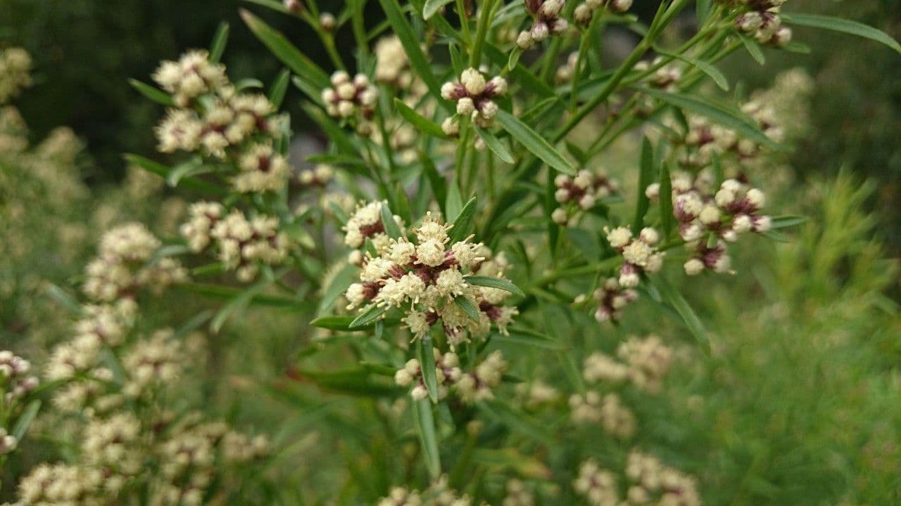 Baccharis neglecta