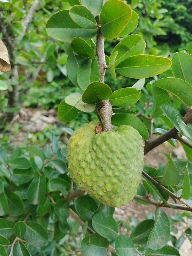 Annona 2