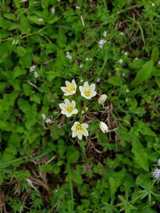 Nothoscordum bivalve 7