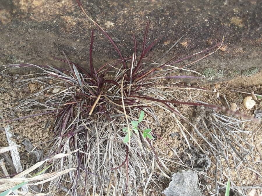 Microchloa 9