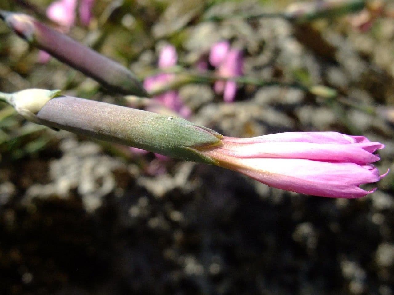 Garofano selvatico 4