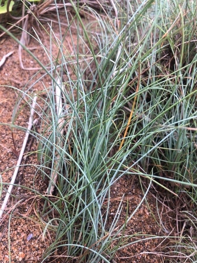 Festuca 2