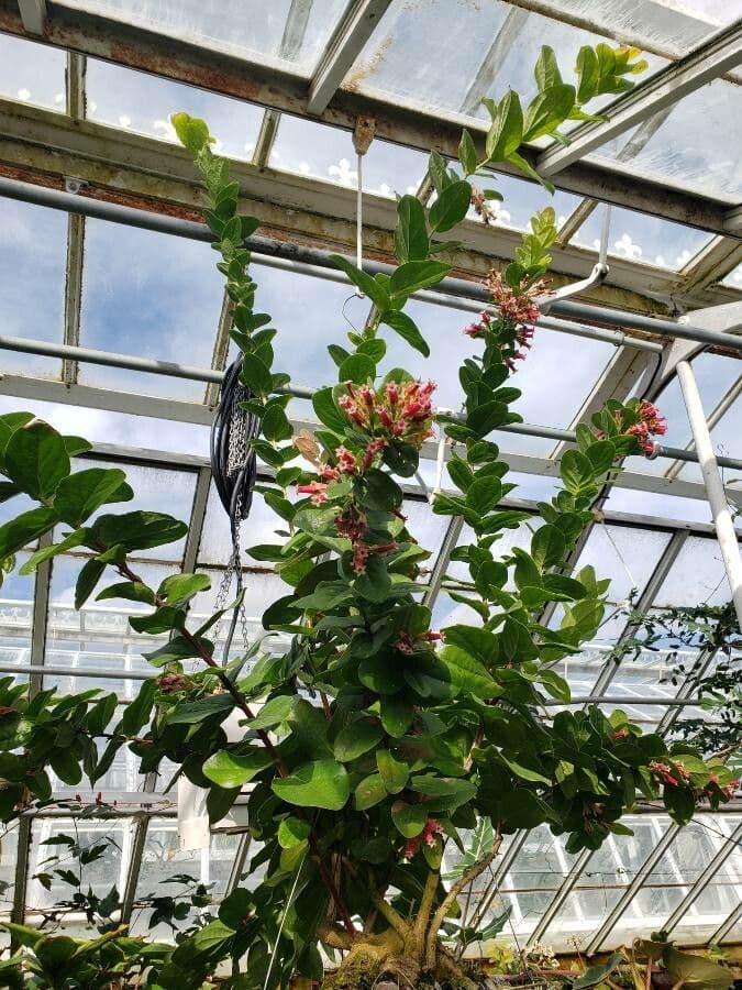 Macleania 6