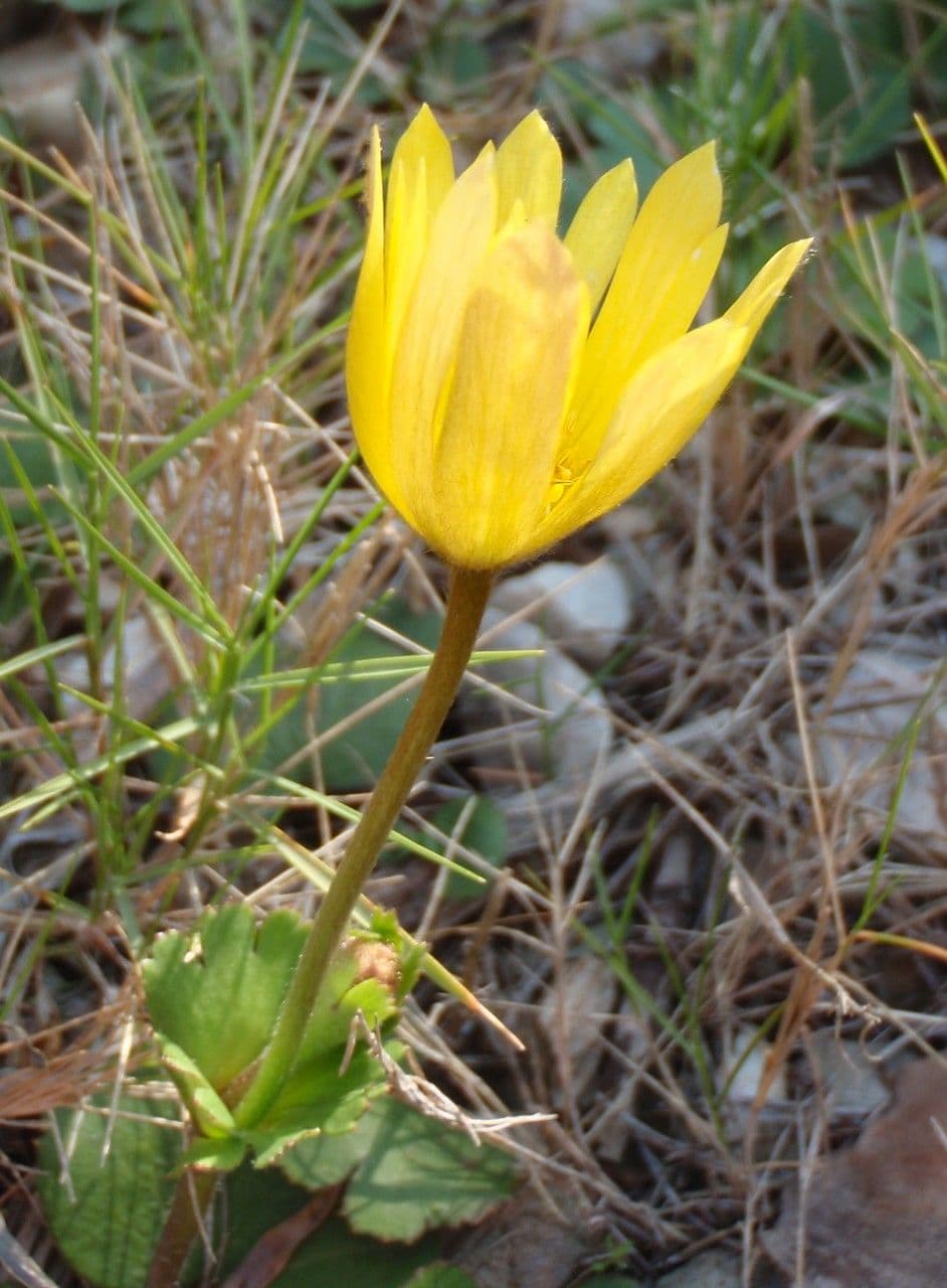Anemone palmata 12