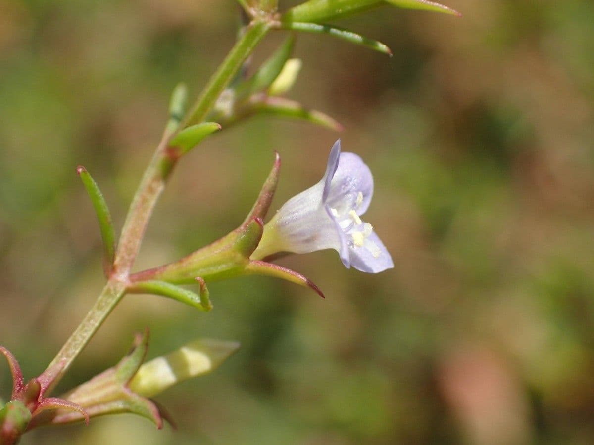 Neurotheca 3