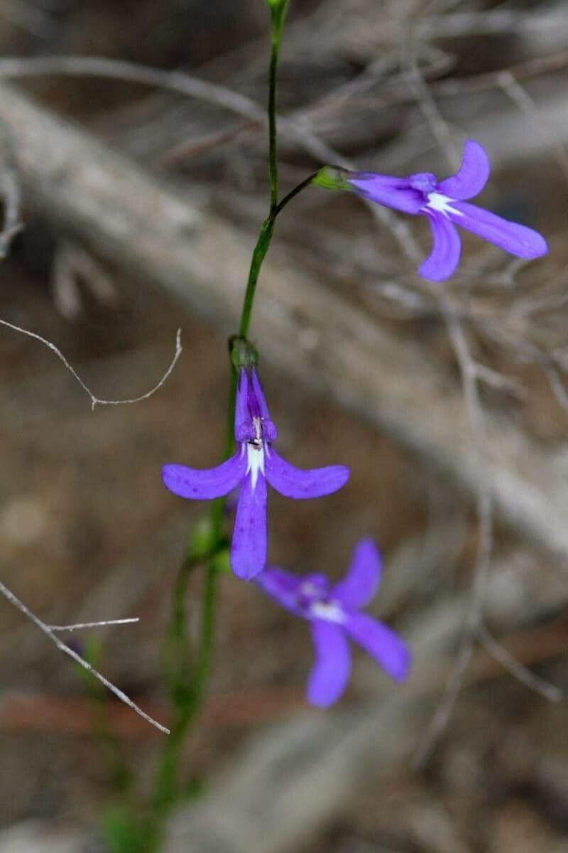 Lobelia 2