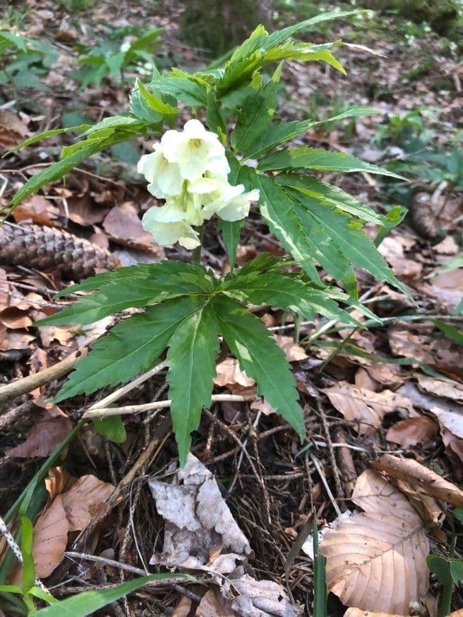Cardamine 4