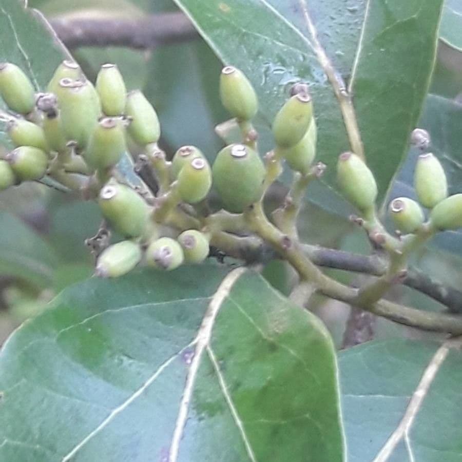 Cryptocarya di Lifou 3