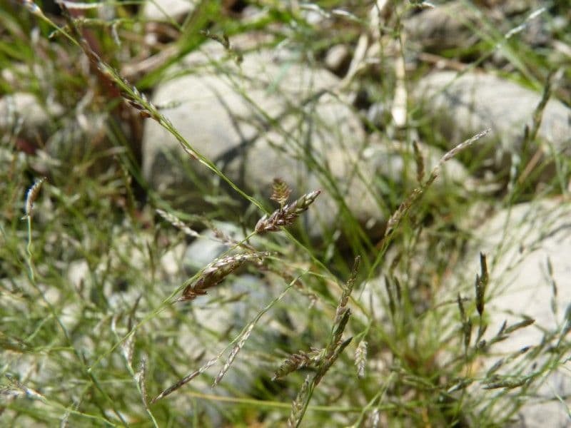 Eragrostis pectinacea 14