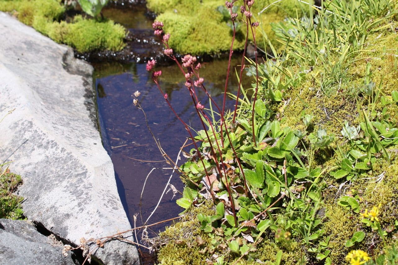 Leptarrhena 11