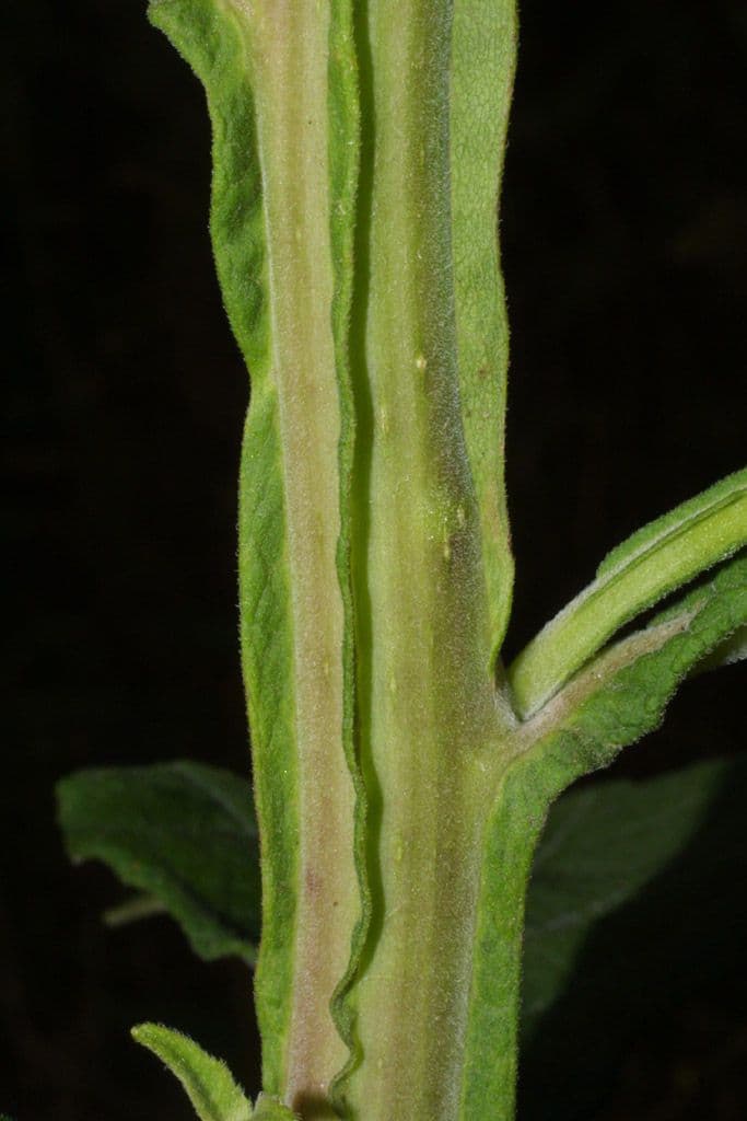 Jungfern-Silberblatt 19