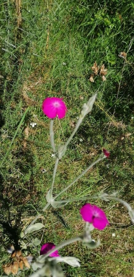 Silene coronaria 22