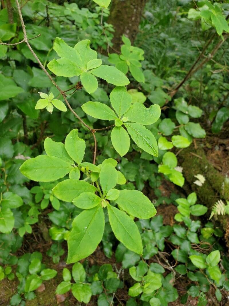 Menziesia 11