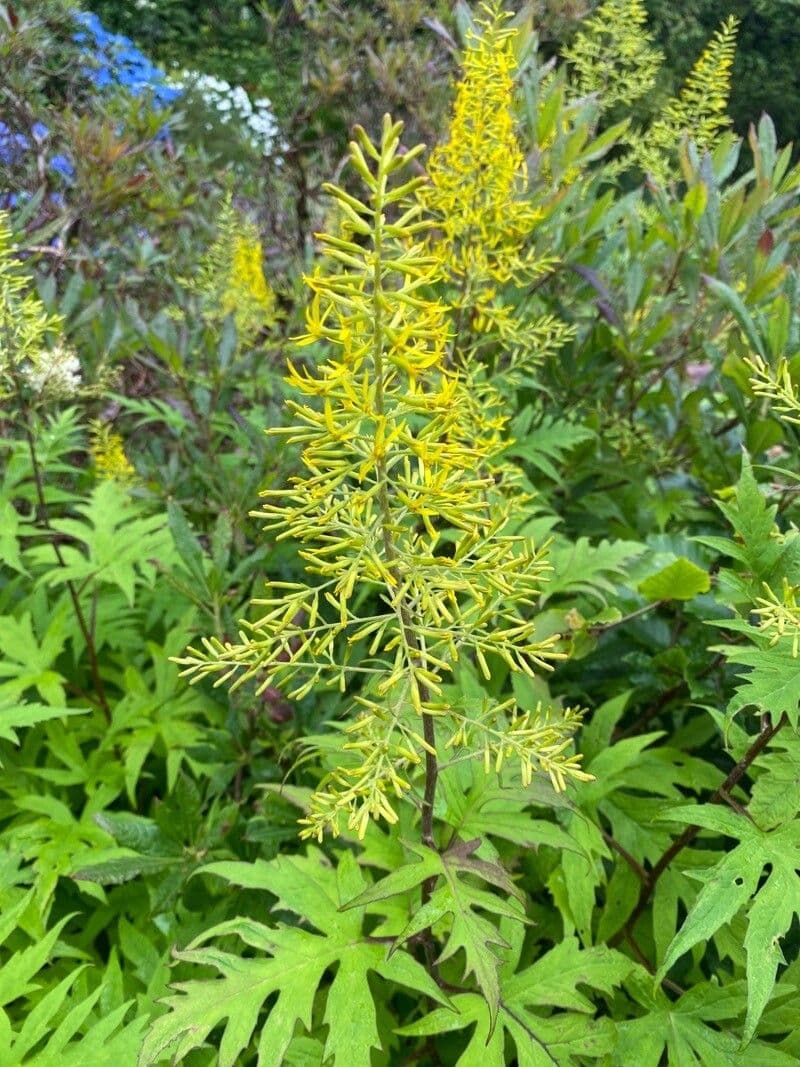 Pitcairnia
