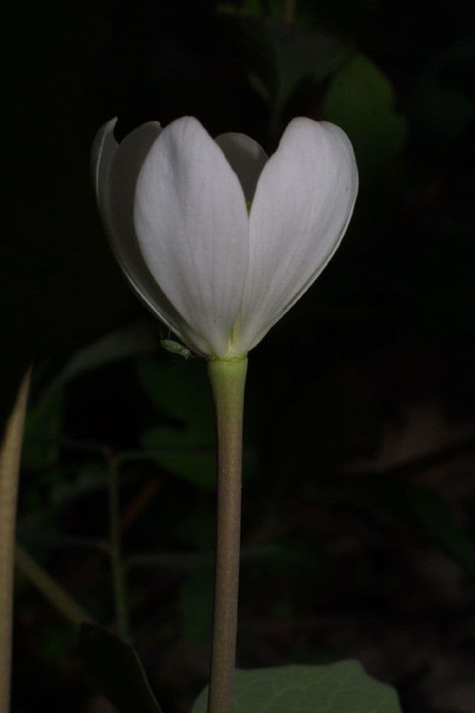 Jeffersonia diphylla 7