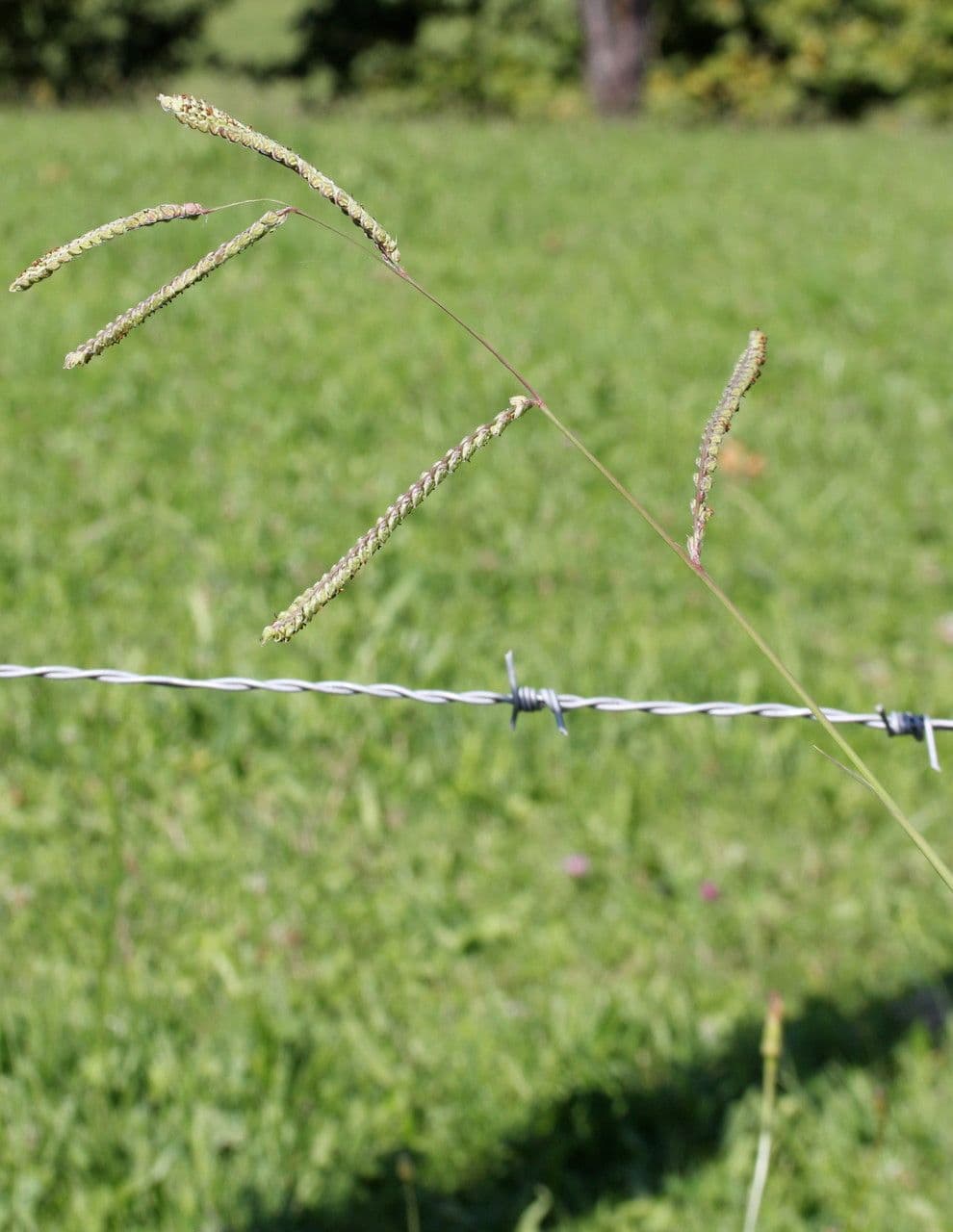 Dallisgras 4