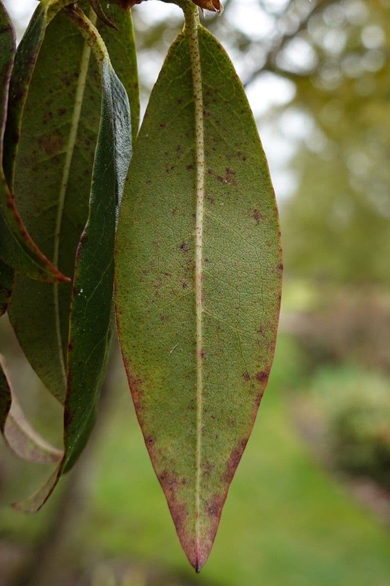 Rododendro 15