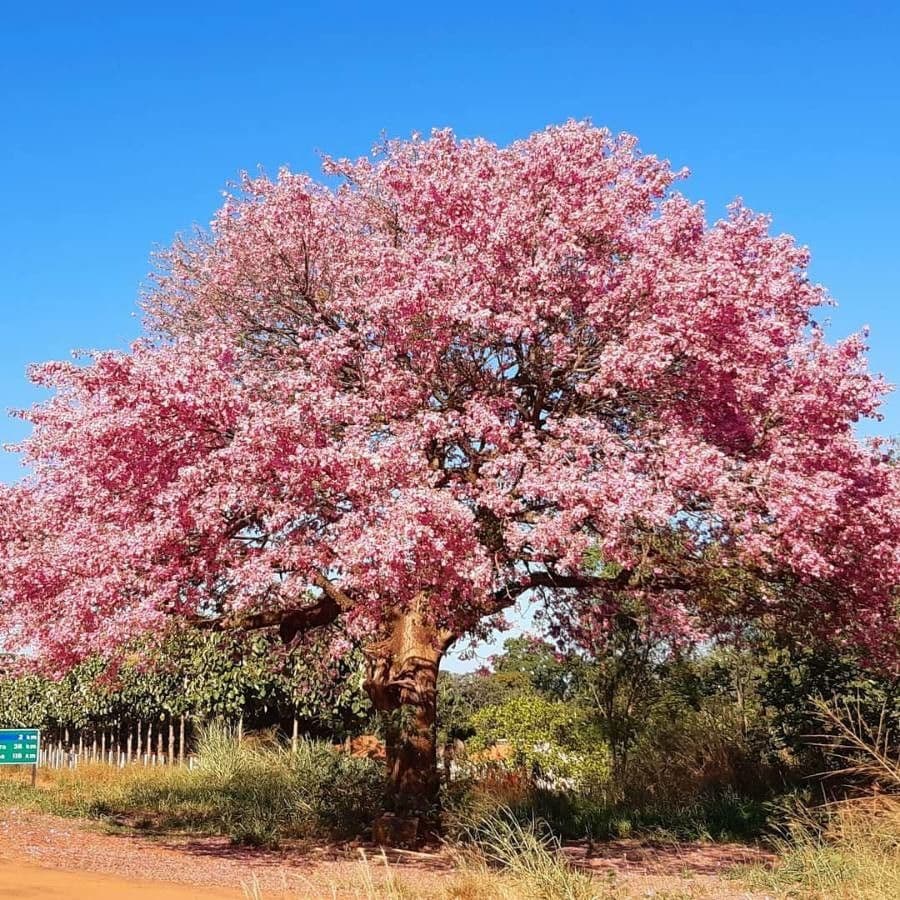 Ceiba speciosa 15