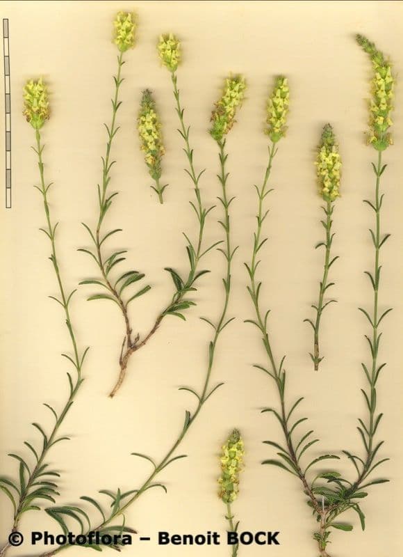 Sideritis hyssopifolia 29
