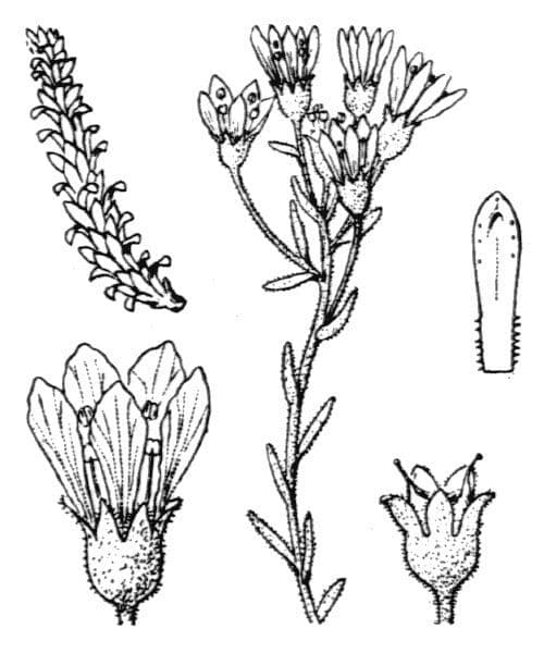 Polster-Steinbrech 13