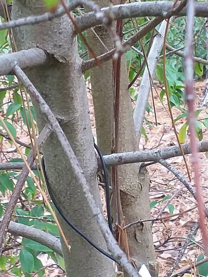 Cornus 16