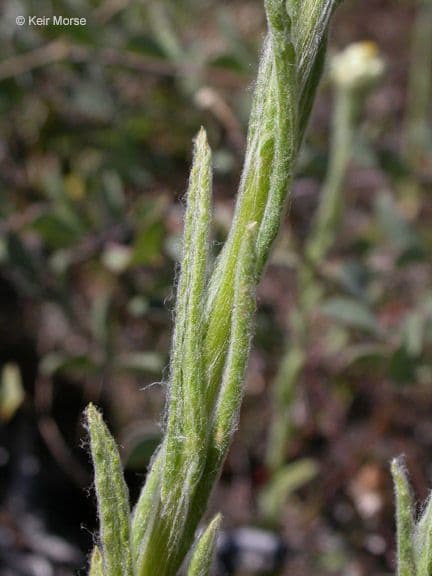 Pseudognaphalium stramineum 16