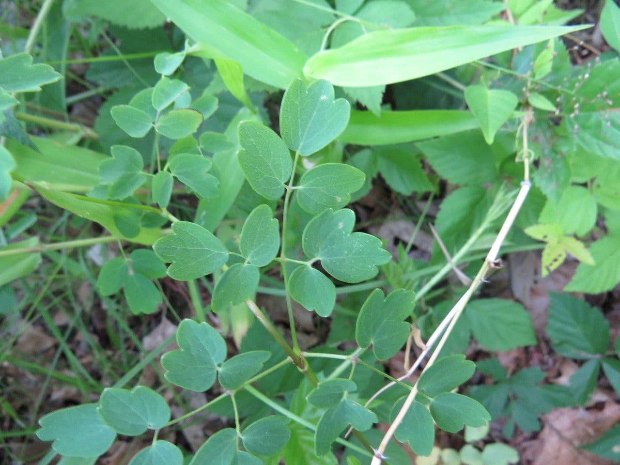 Thalictrum pubescens 8