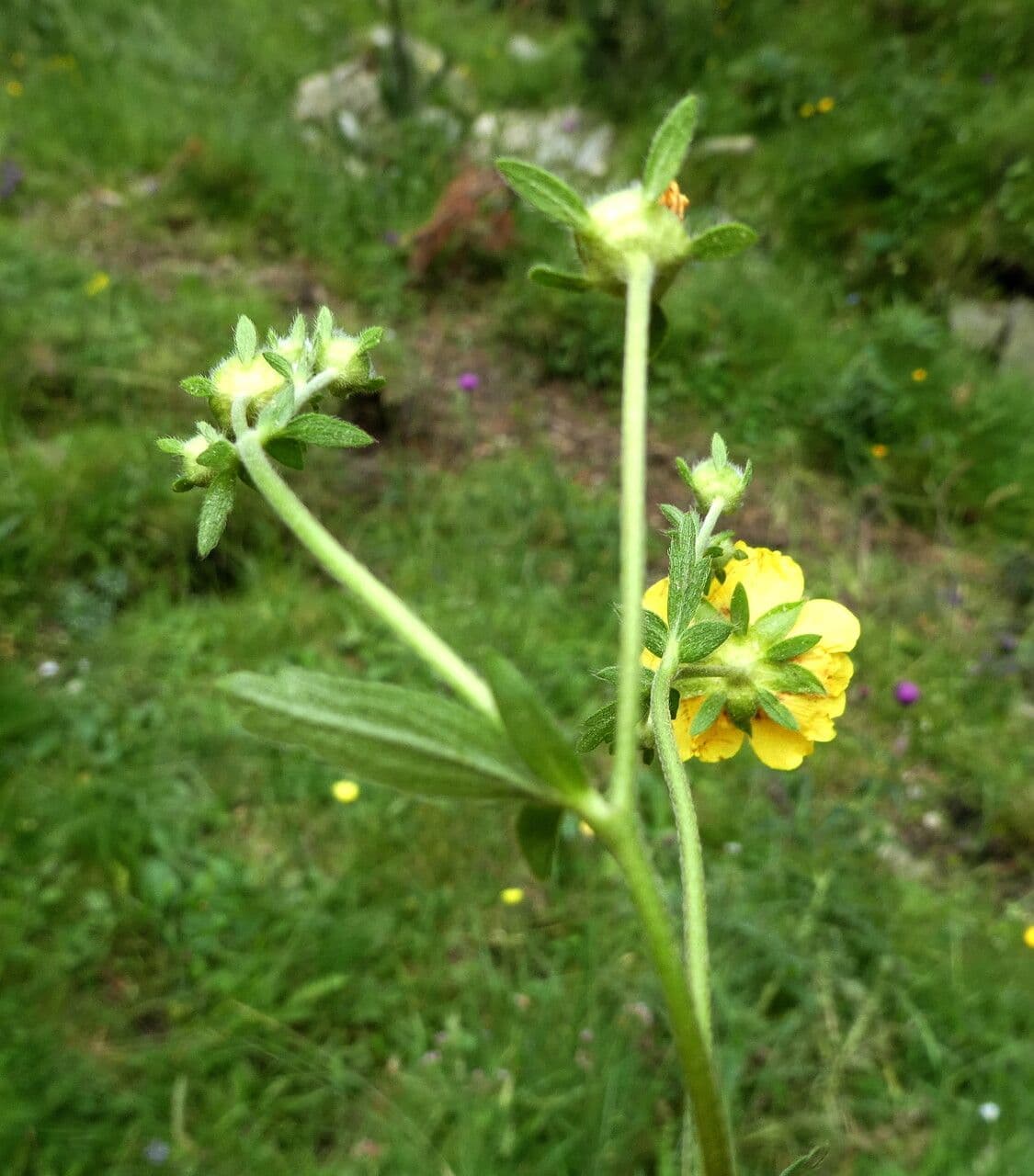 Potentilla pyrenaica 20