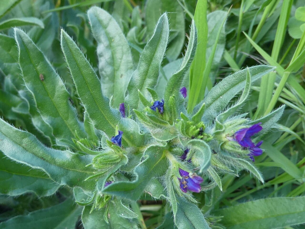 Flor morada 23