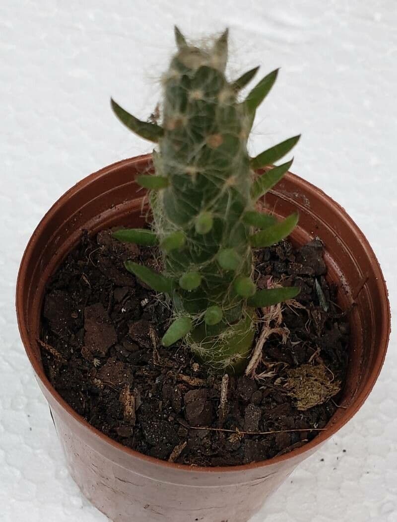Austrocylindropuntia 5
