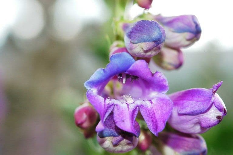 Penstemon 2