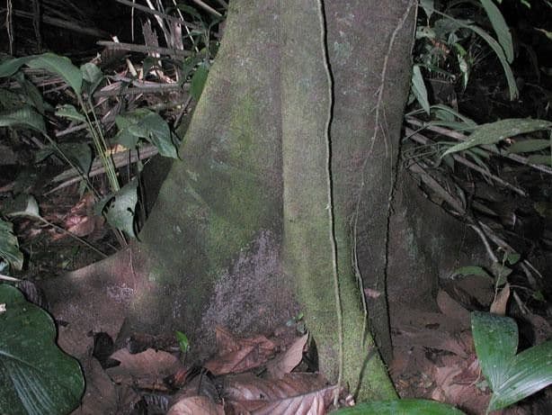 Ocotea