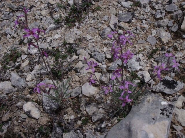 Violaciocca fruticulosa 7