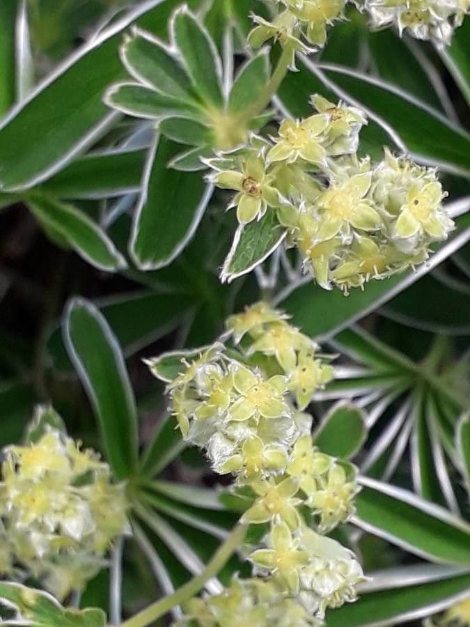 Erba stella 22