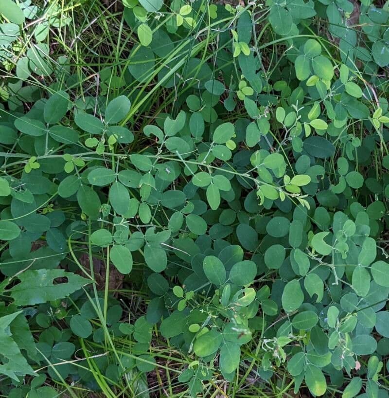 Lespedeza violacea 13