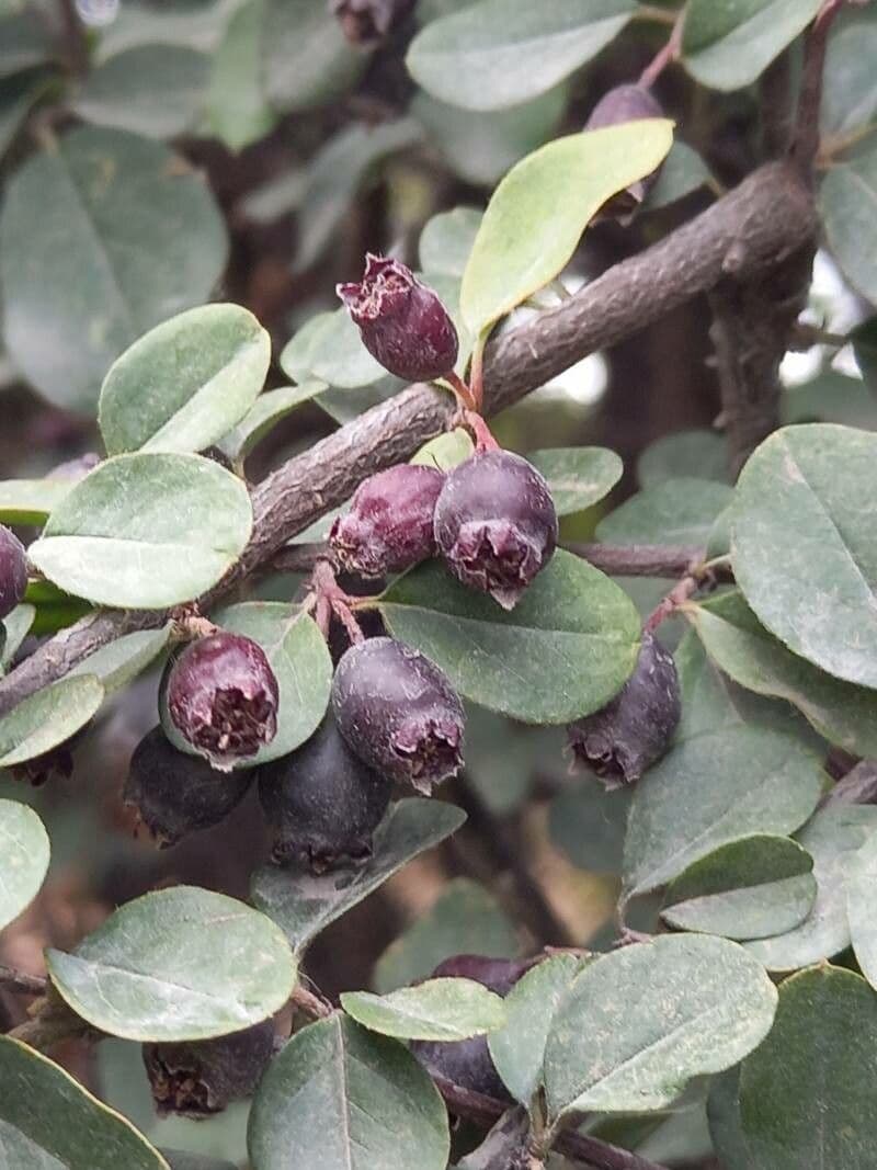 Cotoneaster di Pechino 5