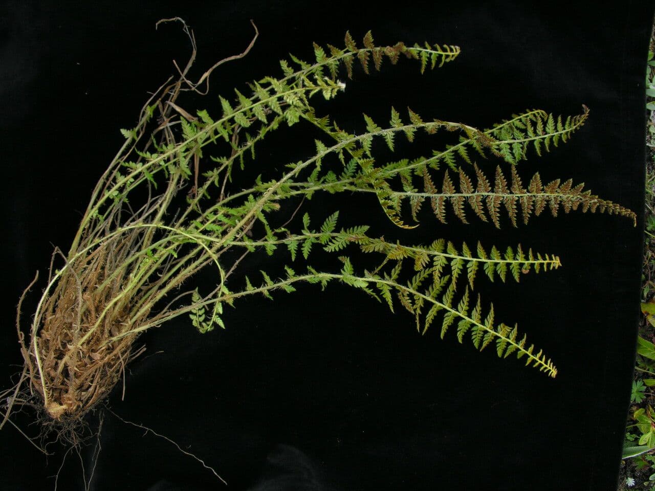 Polystichum 2