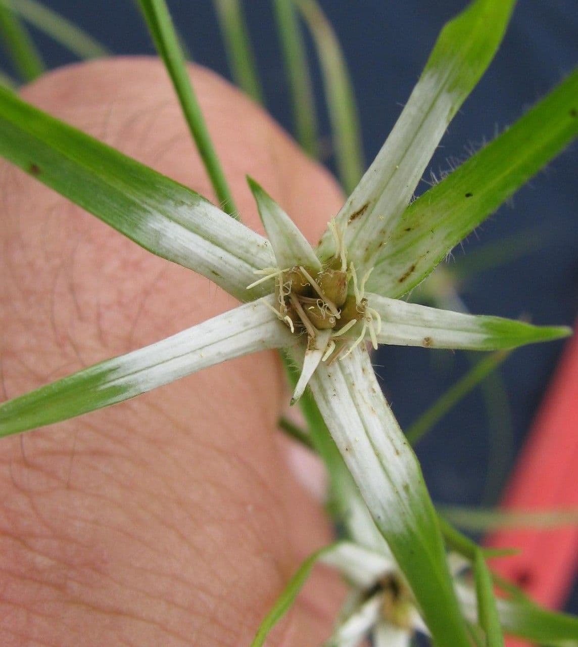 Rhynchospora 26