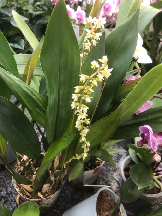 Dendrochilum 2