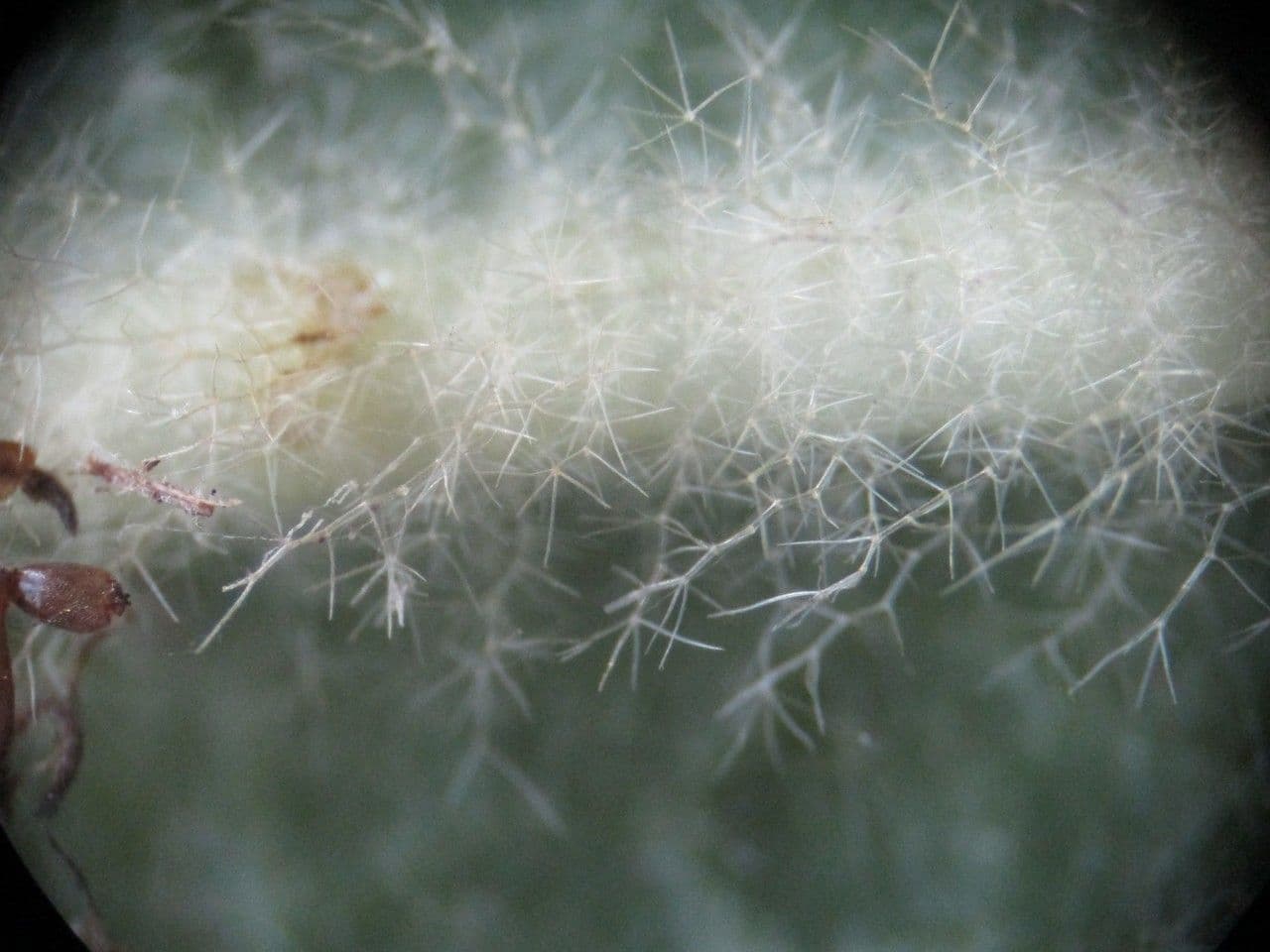 Verbasco phlomoides 25