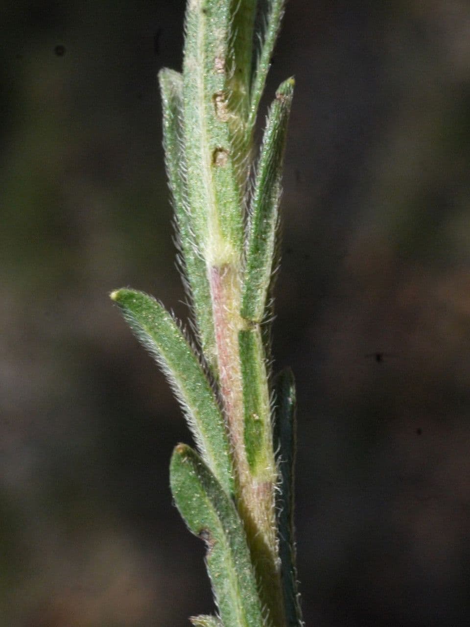 Neatostema apulum 14