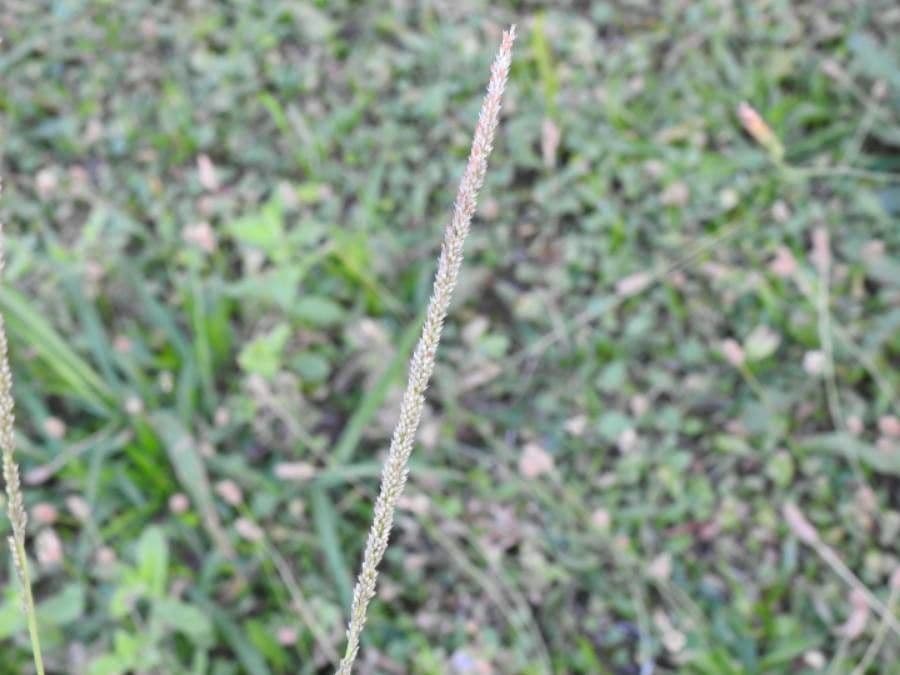 Espartillo 10